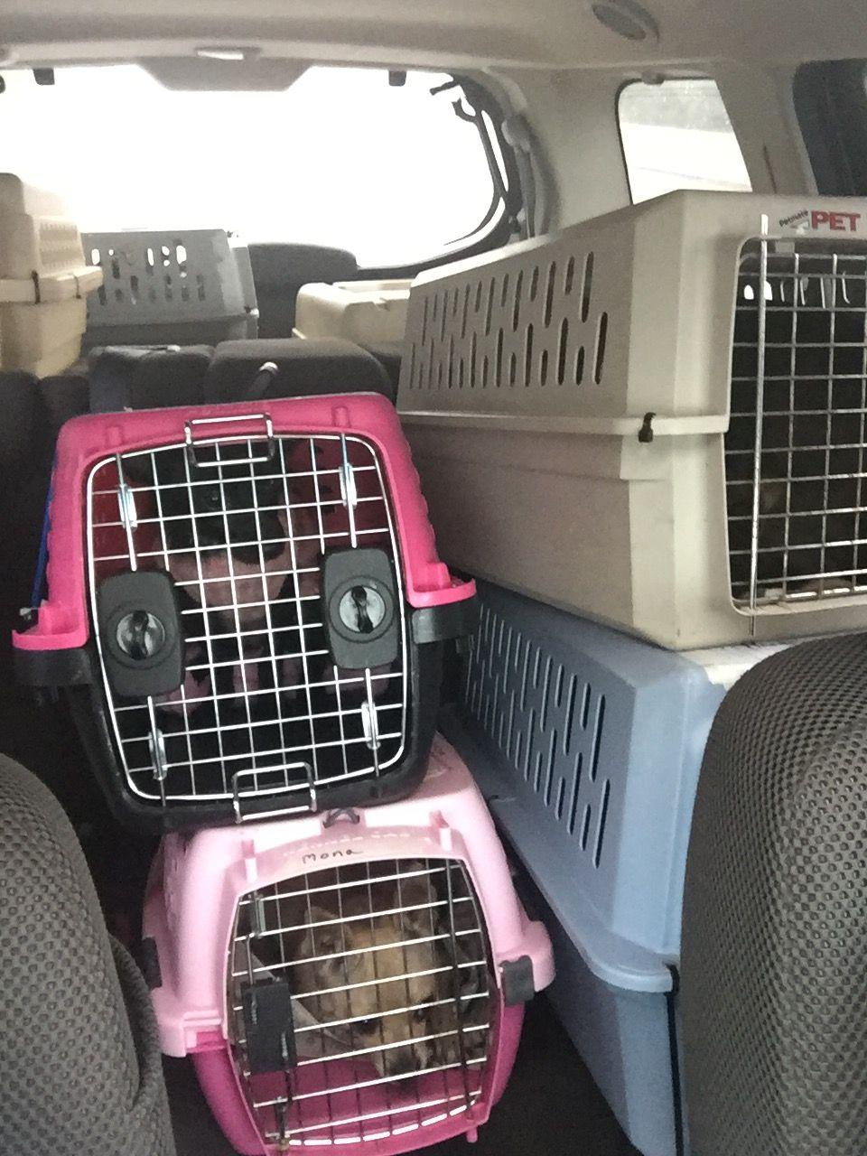 Pet Safety Standards