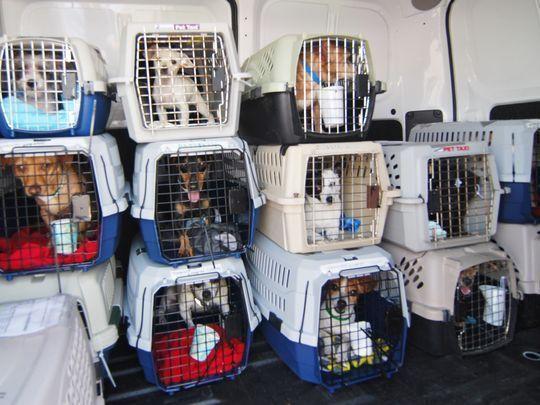 Pet Transport Hero